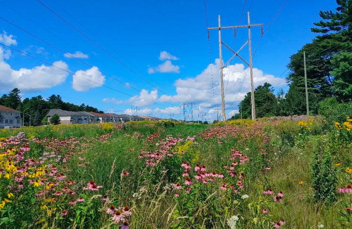 Greening Kanata North: How one woman's crusade against invasive species and eco-anxiety is taking root